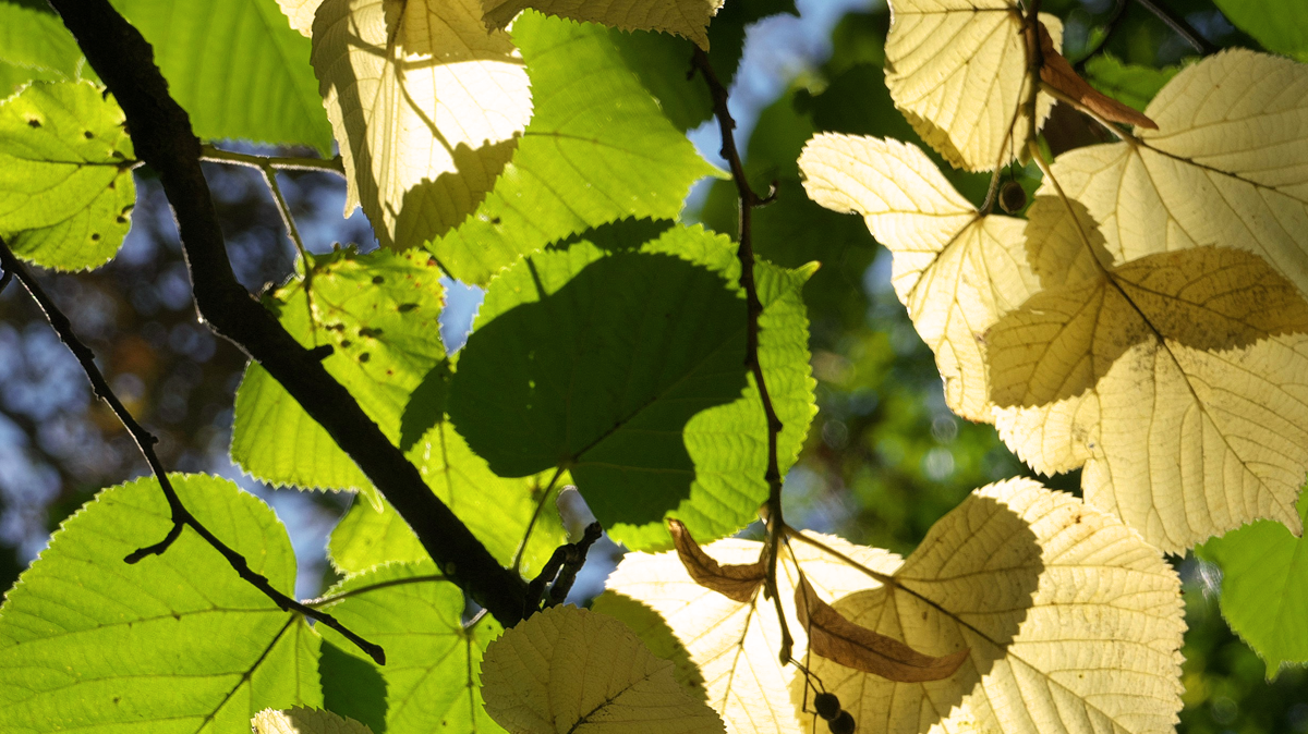 Three Poplars