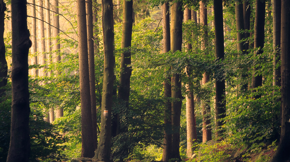 The Woods Were Mine