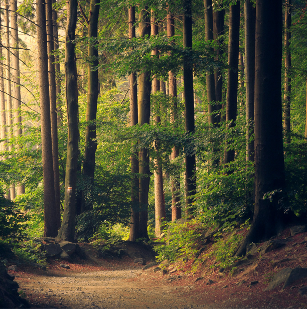 The Woods Were Mine