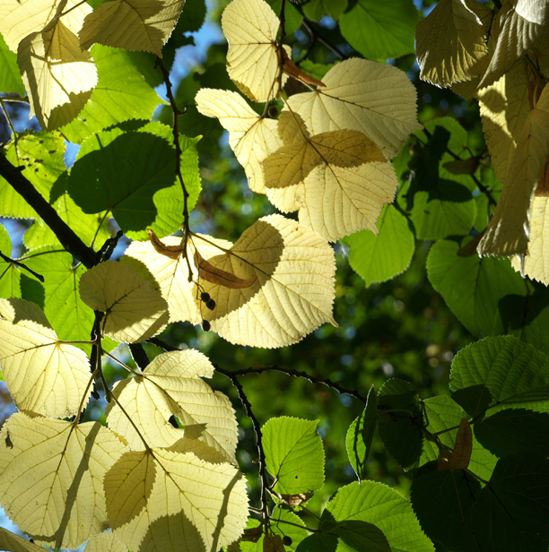 Three Poplars