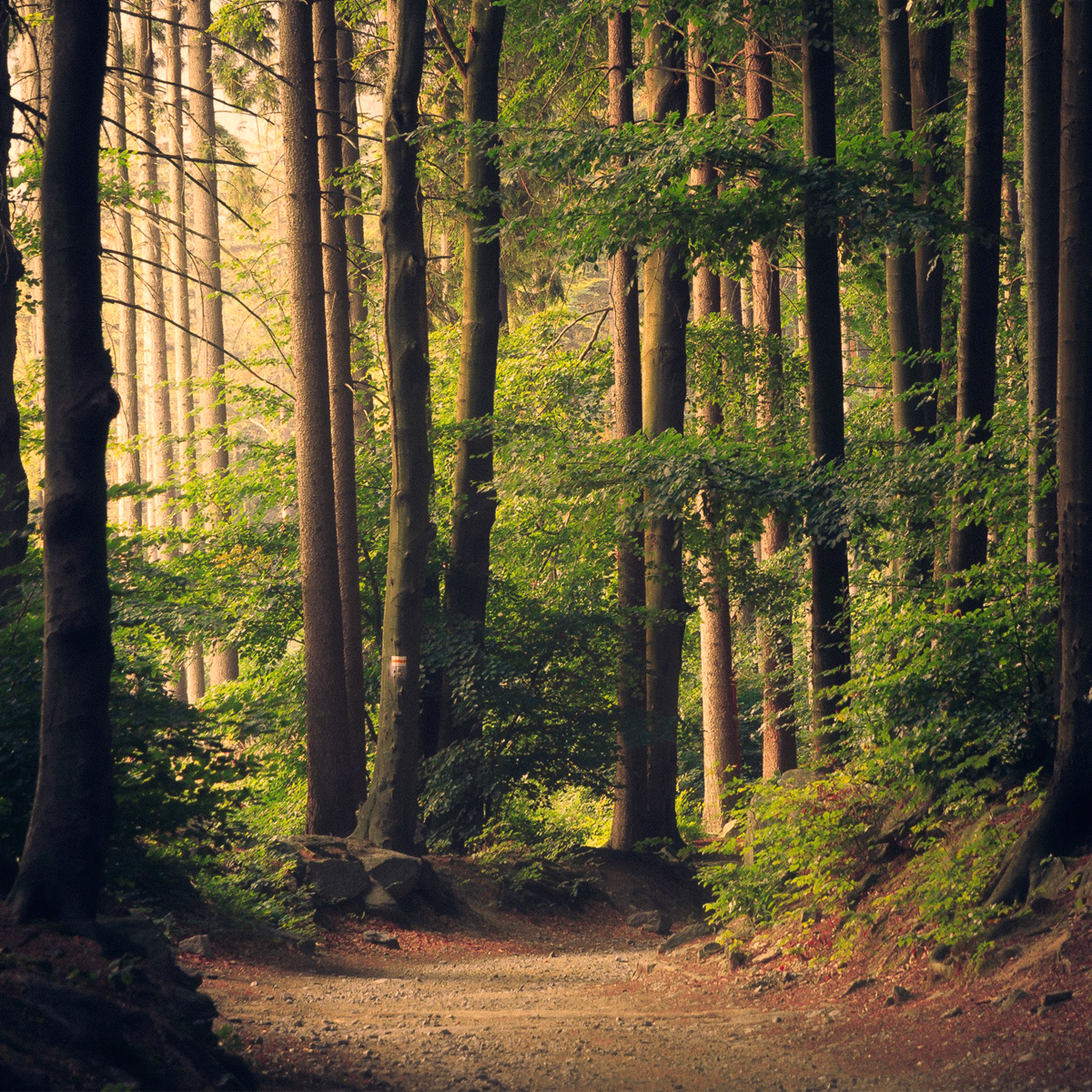 The Woods Were Mine